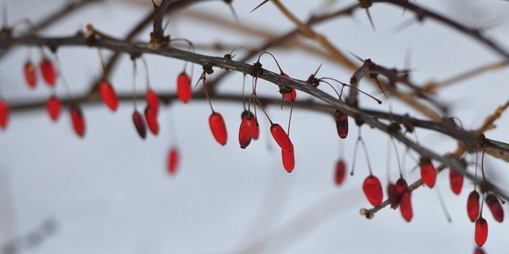 Common barberry berries, a botanical source of berberine