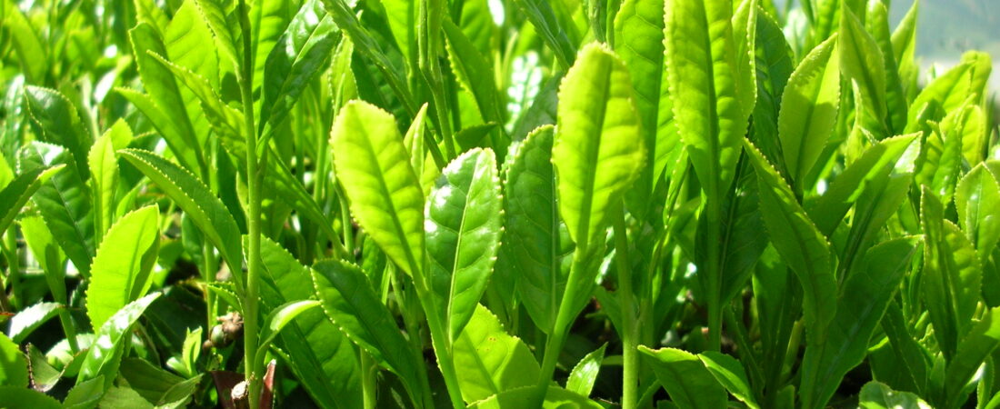 Green Tea Extract Weight Loss: Does It Help?