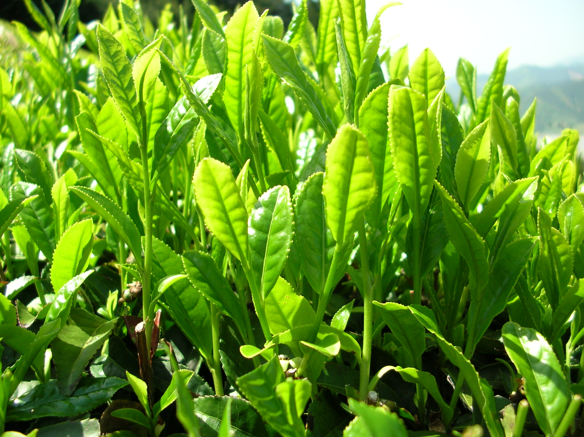 Green Tea Extract Weight Loss: Does It Help?