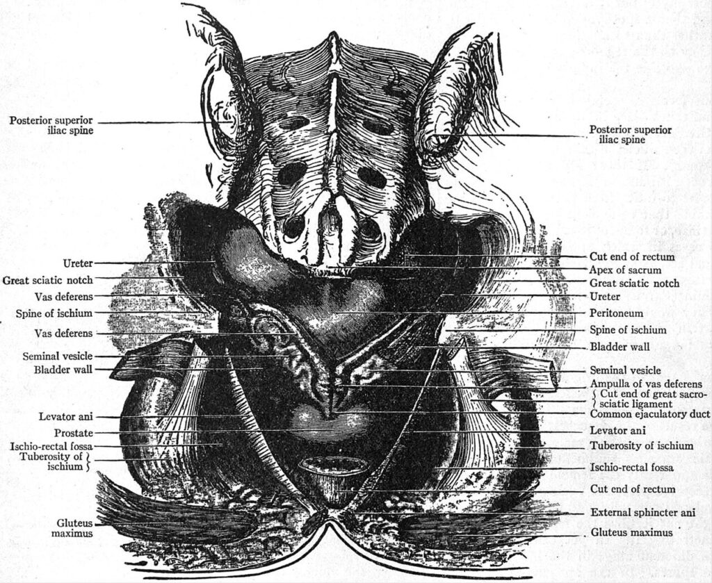Anatomical illustration of the bladder and prostate