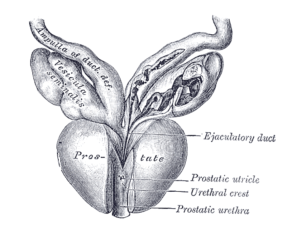 Anatomical illustration of the prostate