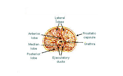 Illustration of prostate lobes around the urethra