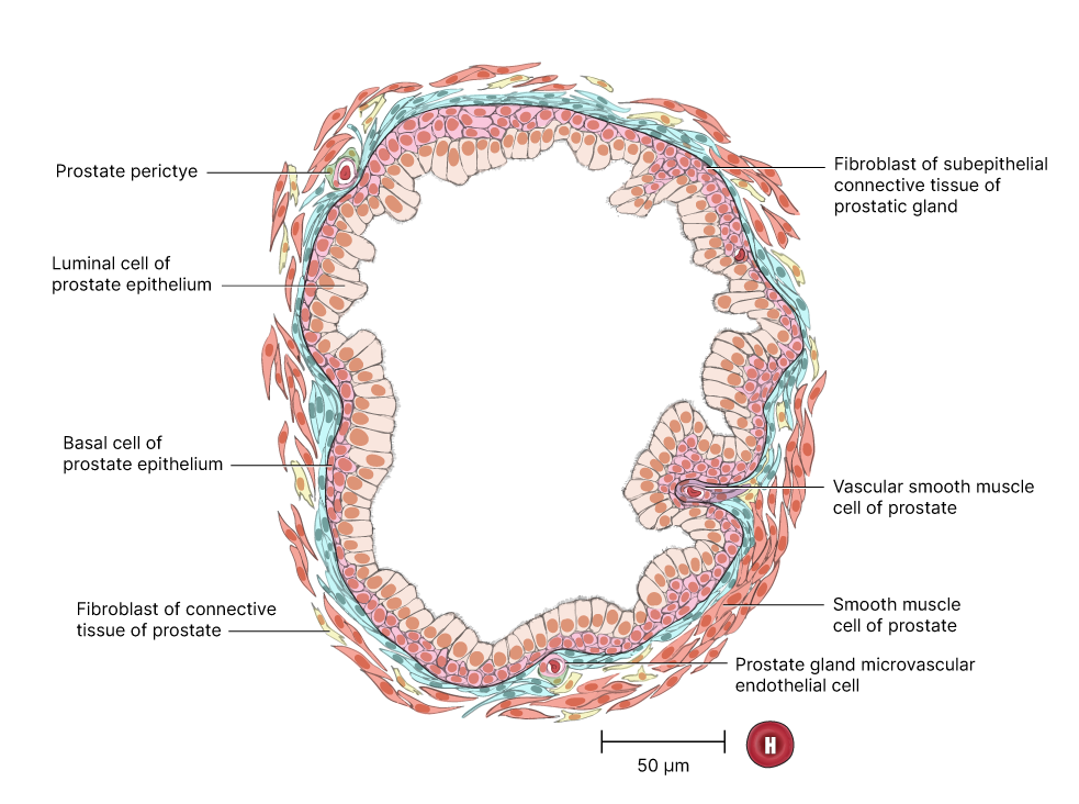 NIH illustration of prostate gland tissue