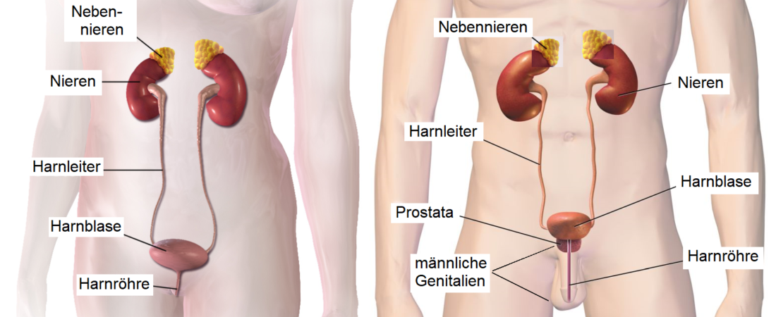 Men’s Urinary Symptoms: What Changes in Your Urination May Mean