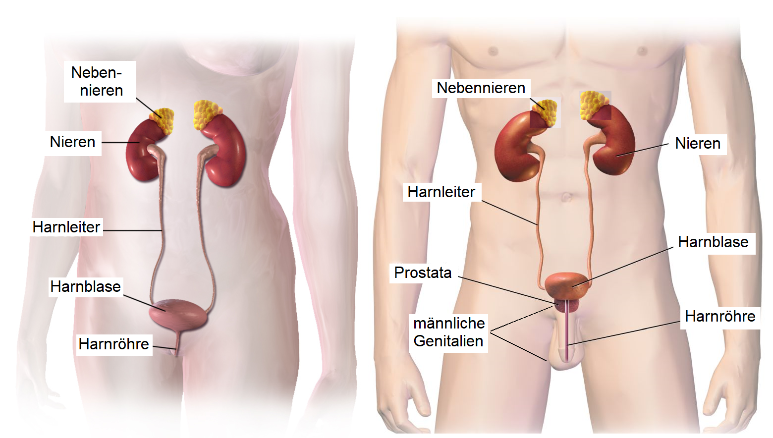 Men’s Urinary Symptoms: What Changes in Your Urination May Mean